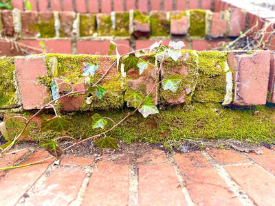 More old brick stairs on the property!