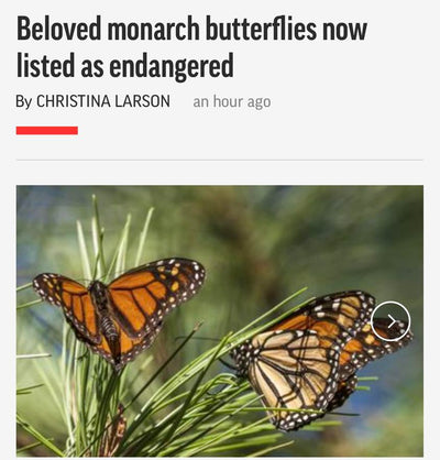 Good morning, it saddens me to read about Monarchs being on the endangered species list