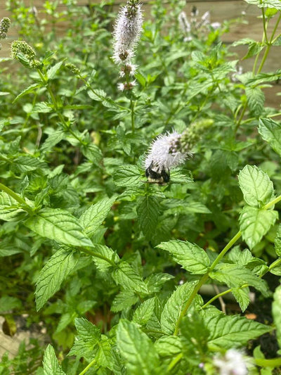 Oh my goodness, I had no idea bees love mint!! I love our little pollinator friends. ❤️🐝🌼