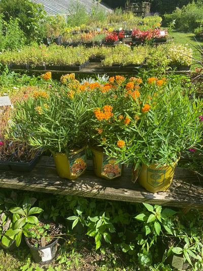 After weeks of searching I finally found Milkweed!!!!!! 🎉🎊🎉🧡🦋🧡🦋🧡