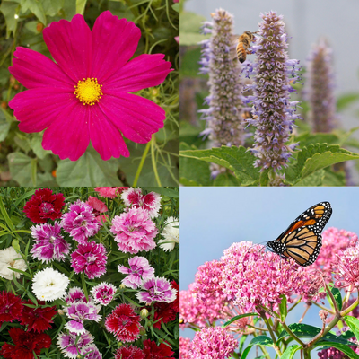 Pink & Purple Pollinator Paradise Kit Plant Care Guide and Information