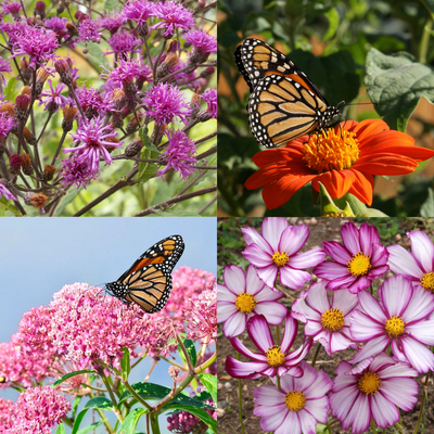 Wildflower wonderland seed kit