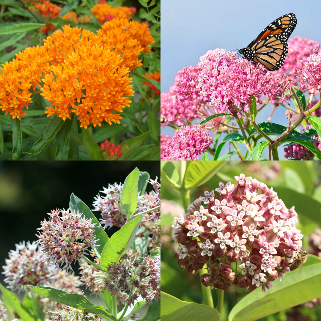 Monarch Milkweed Medley Kit